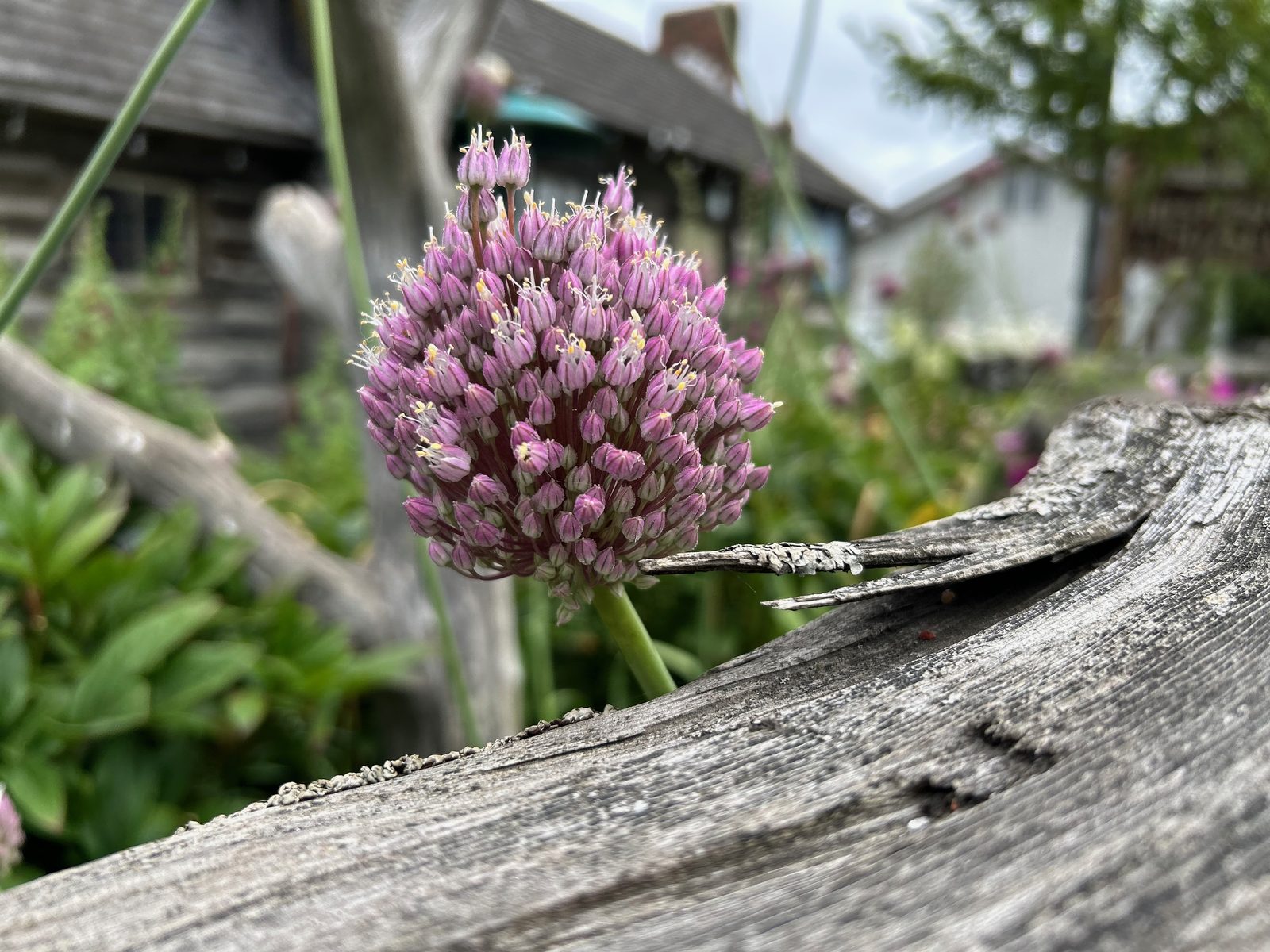 Allium flower macro shot on weathered wood